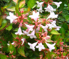 Flor Abelia grandiflora